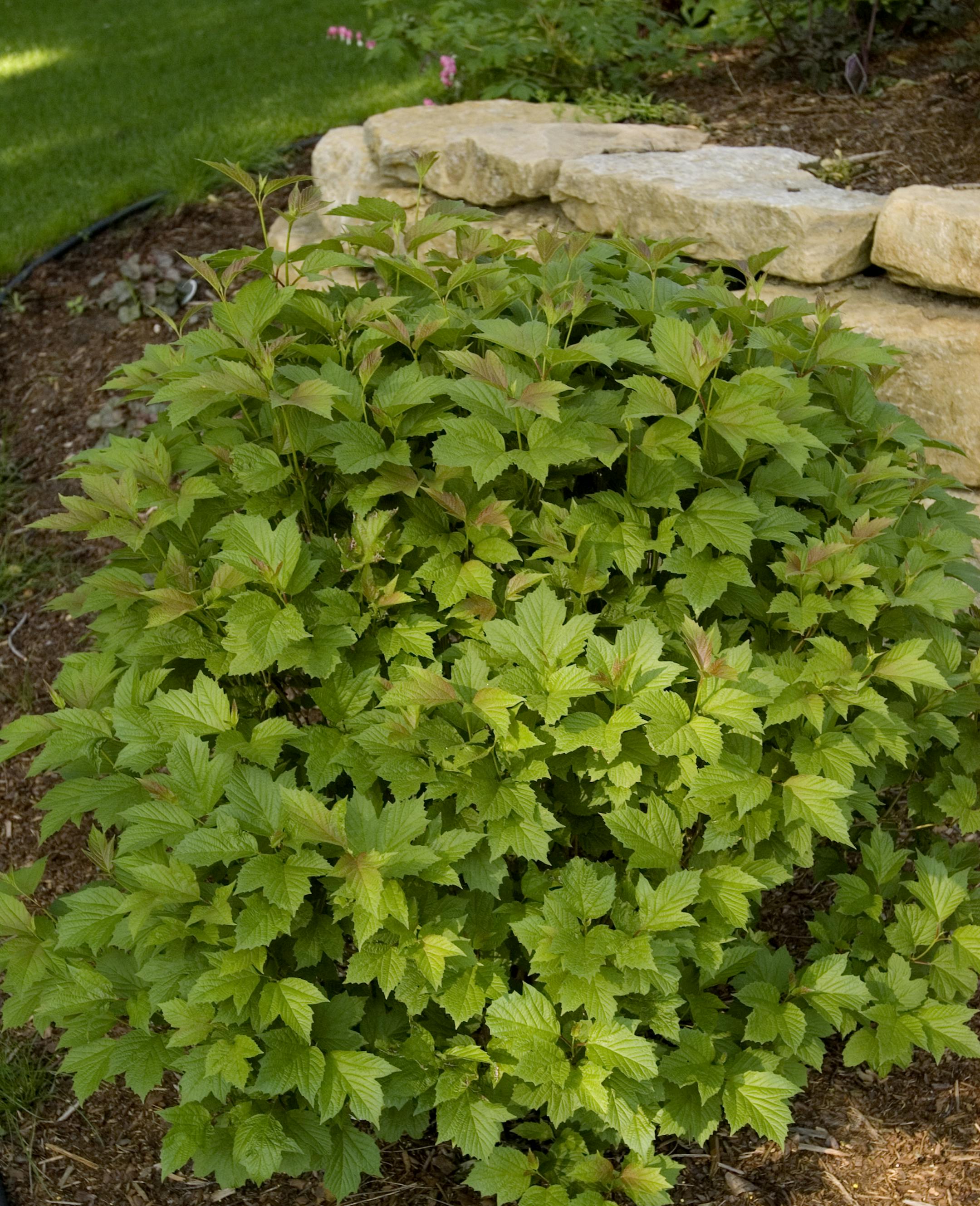 Viburnum Bailey Compact credit: Bailey Nurseries