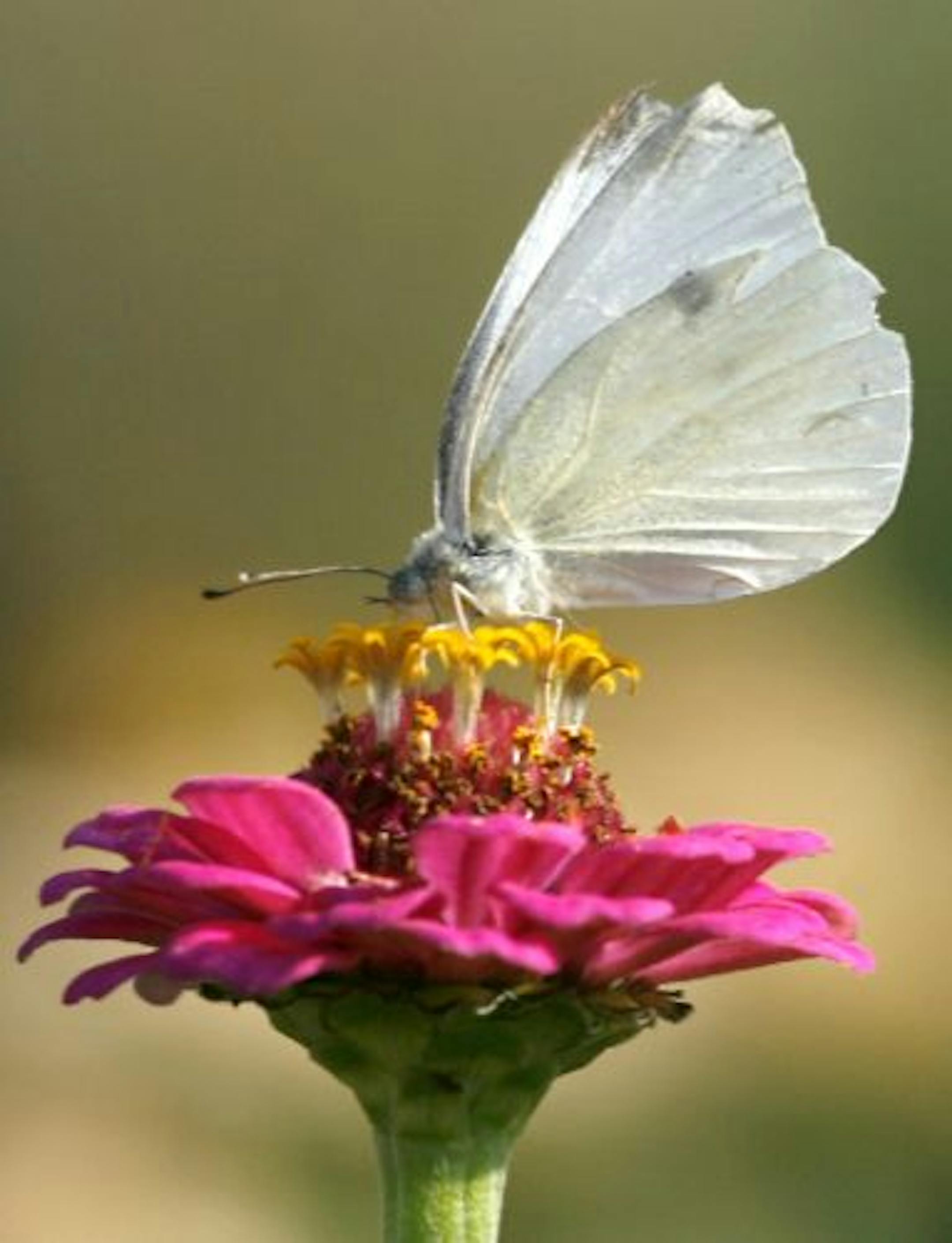 A butterfly is drawn to the bloom of a zinnia elegans.