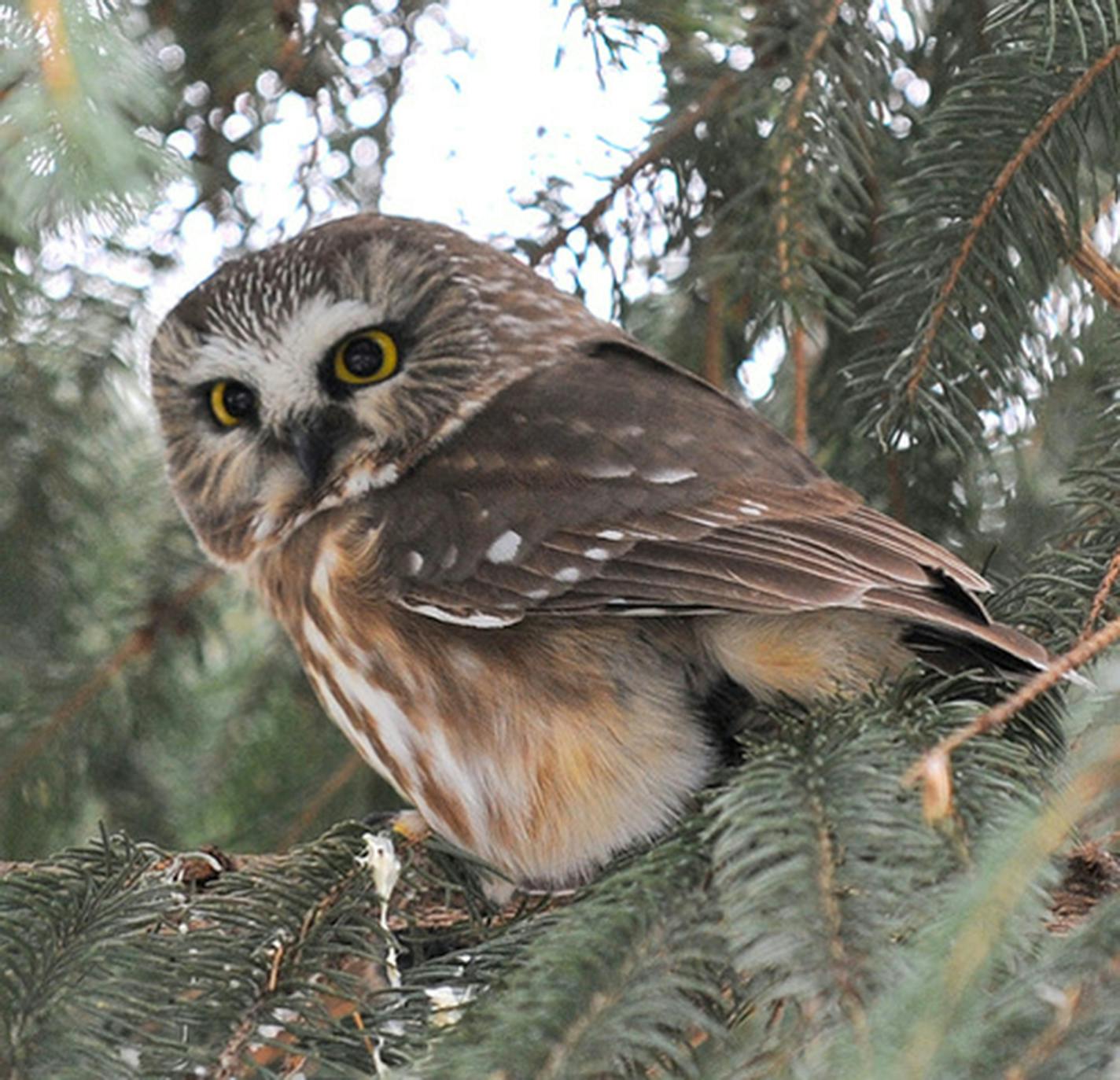 Northern saw-whet owl. Jim Williams photo