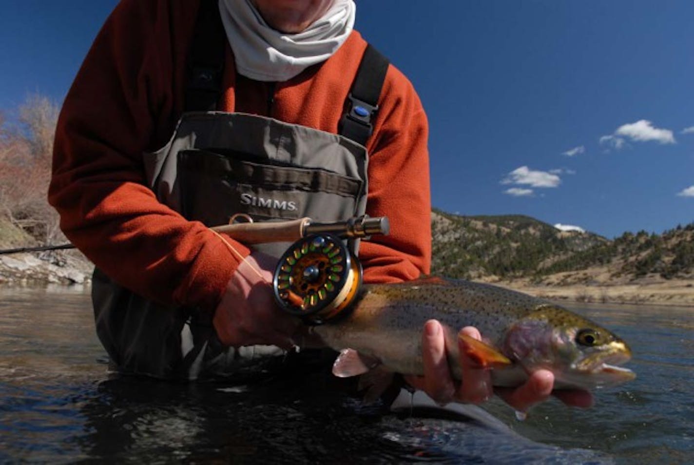 A plump rainbow trout caught in the Missouri River near Craig, Montana.