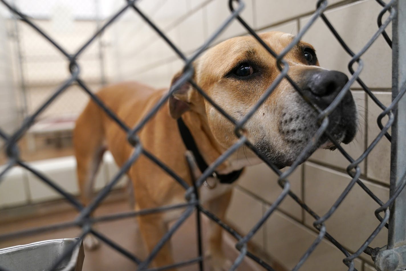 Hannah, a 6-year-old pit bull/terrier mix up for adoption, stood in her kennel at the Animal Humane Society's Golden Valley location Thursday.