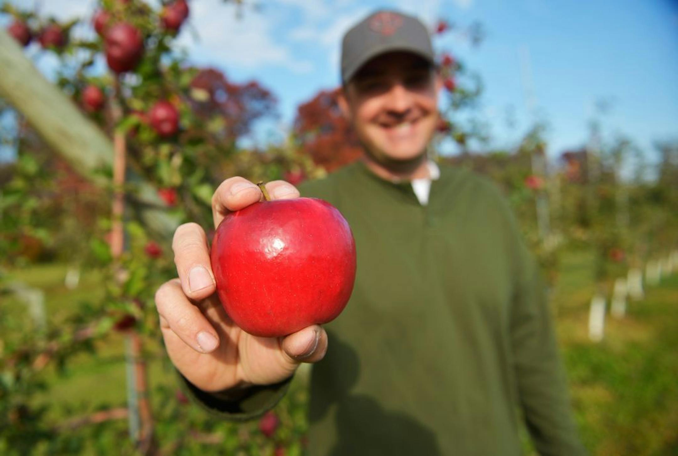 In this Oct. 22, 2014 photo, Pine Tree Orchard manager JP Jacobson holds the University of Minnesota developed MN55 apple in White Bear Lake, Minn. The new fruit is a cross between the Honeycrisp and the MonArk, according to apple researcher Jim Luby, director of the University of Minnesota's fruit crops breeding project.