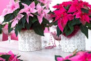 A holiday display with pink and red Princettia® Euphorbia poinsettias.