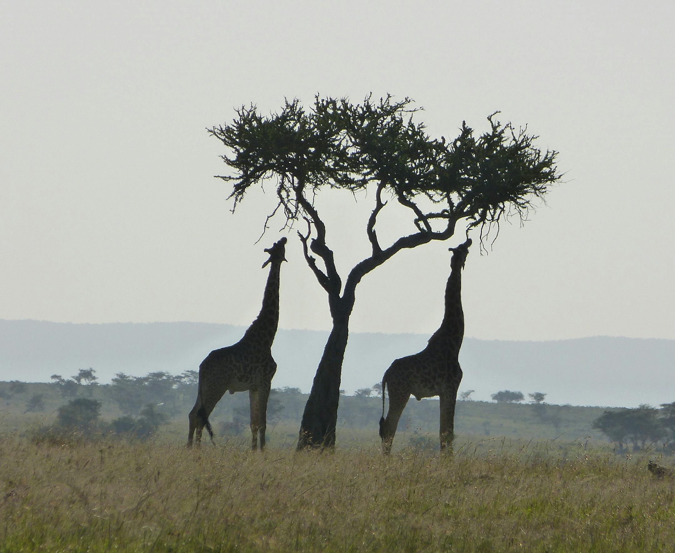 Can I have your name as you would like it to appear in print, and the town in which you live? Peter Engebretson, Minneapolis
Where were you when you took this photo? What does it show? This picture was taken in the Mara North Conservancy, part of the broader Maasai Mara National Reserve in southern Kenya. This picture shows two giraffes that decided to forage on an acacia tree at the exact same angle at the exact same time!
What equipment did you use—a phone or a particular camera? We use