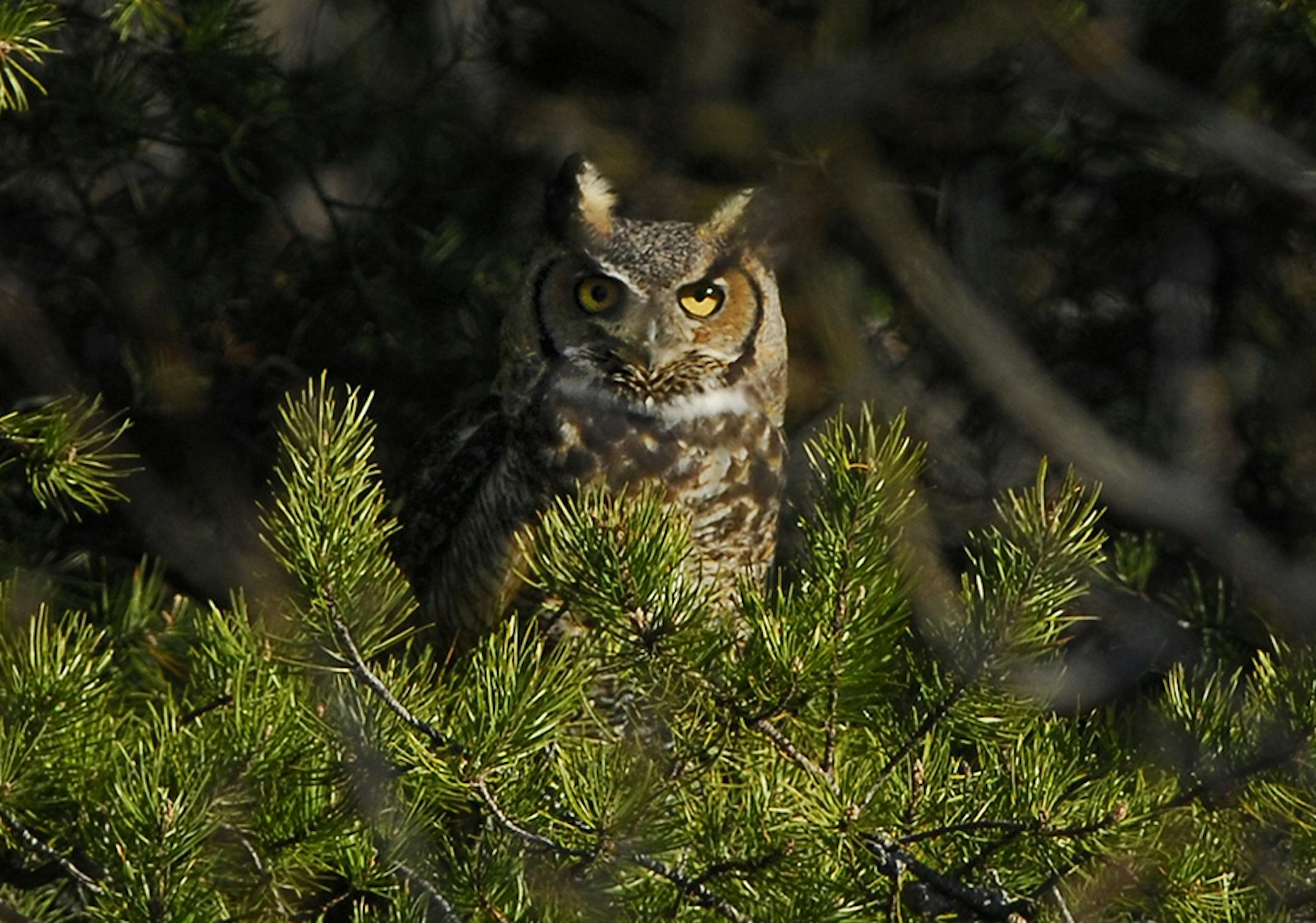 Great horned owls adopt other species&#x2019; nests, sometimes in evergreens
Photo by Jim Williams