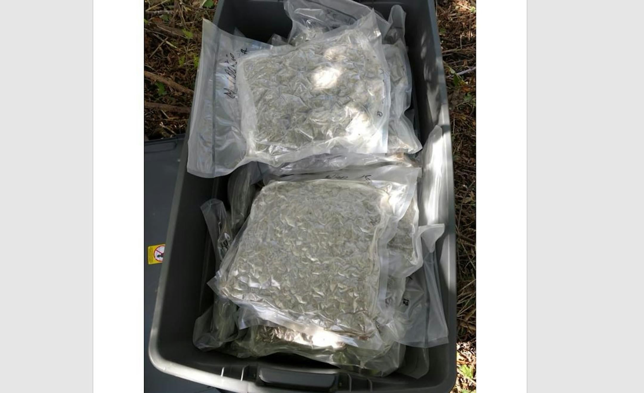 Some of the marijuana found along an Olmsted County road.