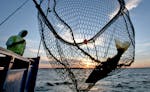 A walleye is netted and caught at sunset.