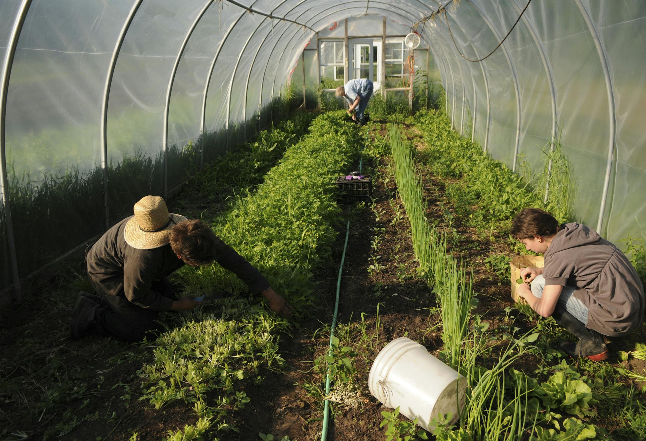 Richard Sennott/Star Tribune. Richard.Sennott@startribune.com Osceola WI. Wednesday 06/01/11 ] The Philadelphia Community Farm is a CSA (community supported agriculture) farm located in Osceola,WI. Loyal Hunter and Michelle Wiltgen harvested spinach and lettuce in a greenhouse in the early morning.