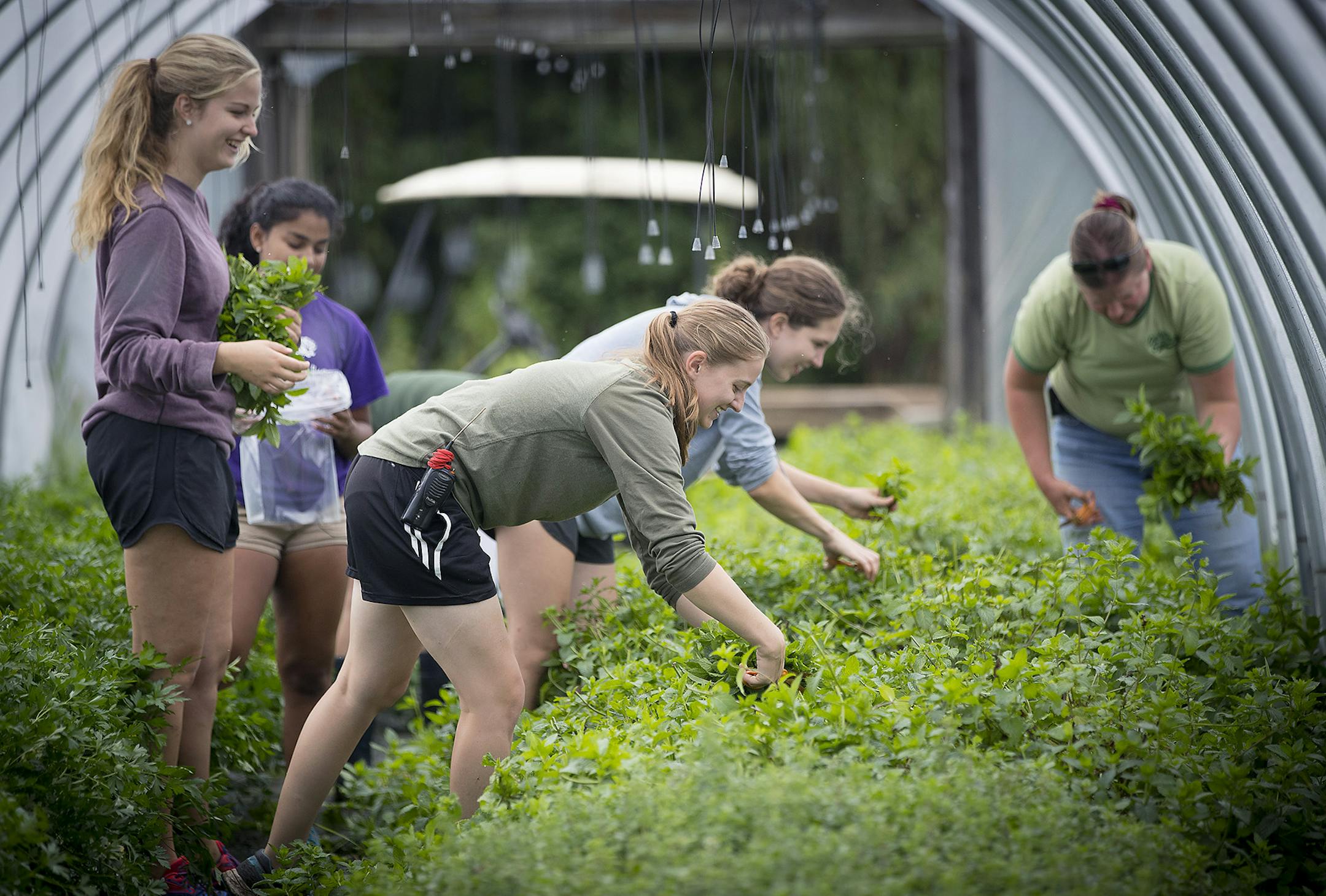 College students worked the Bob and Bonnie Dehn vegetable and herb farm, Thursday, August 10, 2017 in Adover, MN. They are searching for someone to take over their family farm before they retire. ] ELIZABETH FLORES &#xef; liz.flores@startribune.com