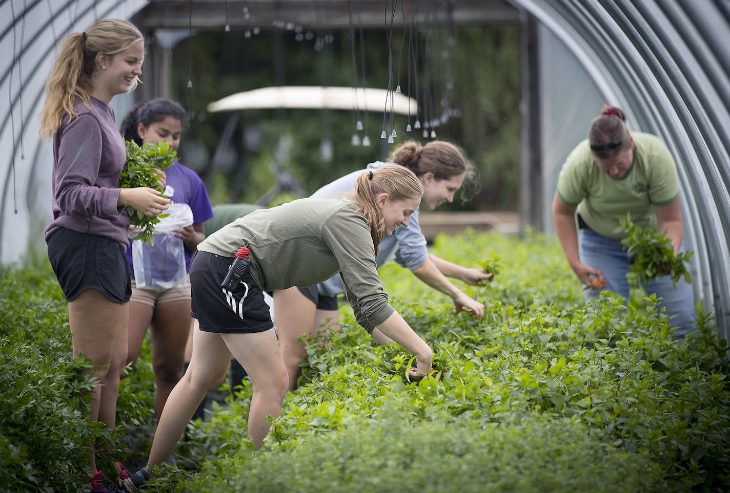 College students worked the Bob and Bonnie Dehn vegetable and herb farm, Thursday, August 10, 2017 in Adover, MN. They are searching for someone to take over their family farm before they retire. ] ELIZABETH FLORES &#xef; liz.flores@startribune.com