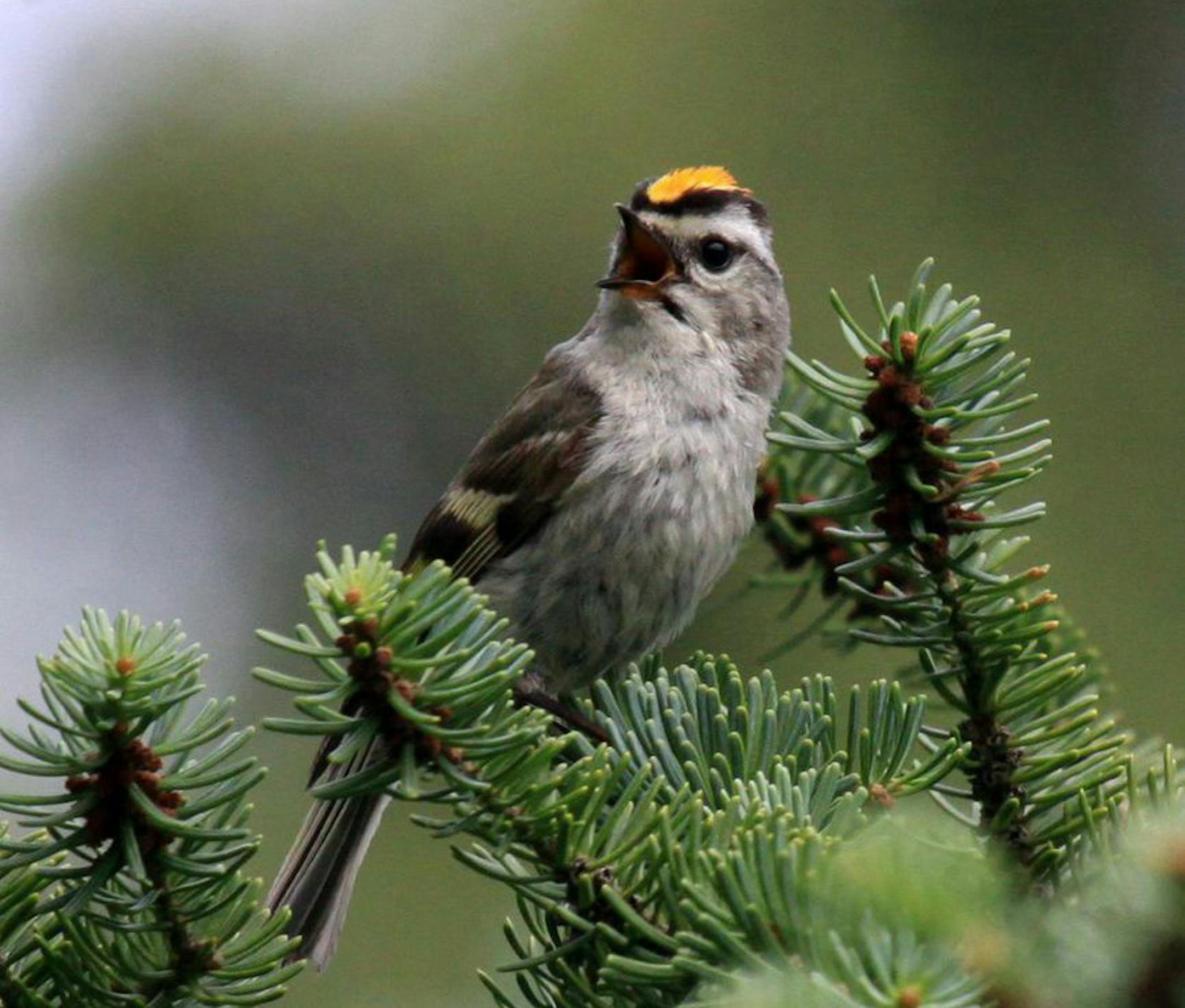 1. Golden-crowned kinglets are vocal little birds. credit: Laura Erickson