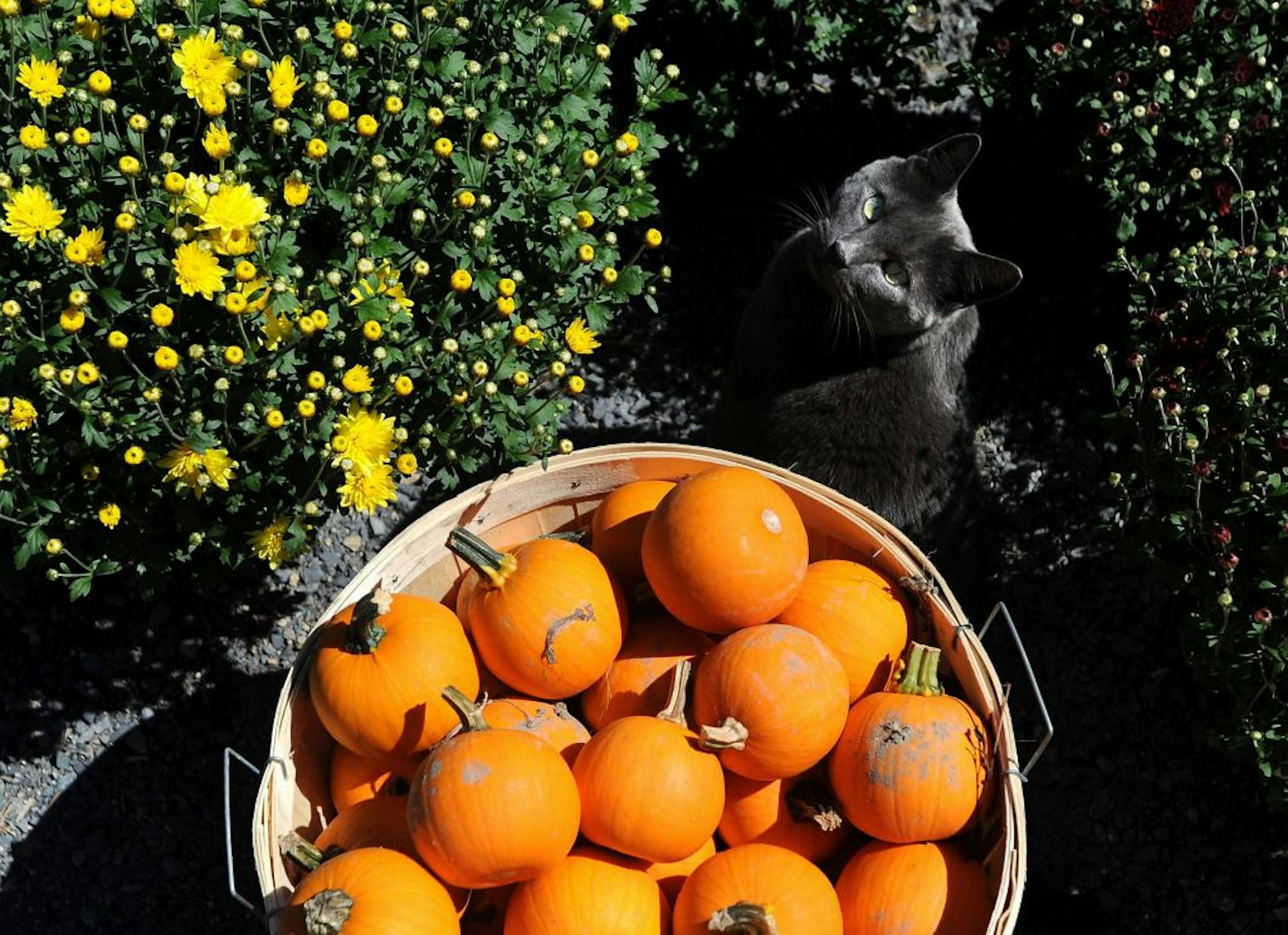 It's best to use smaller pumpkins for cooking.