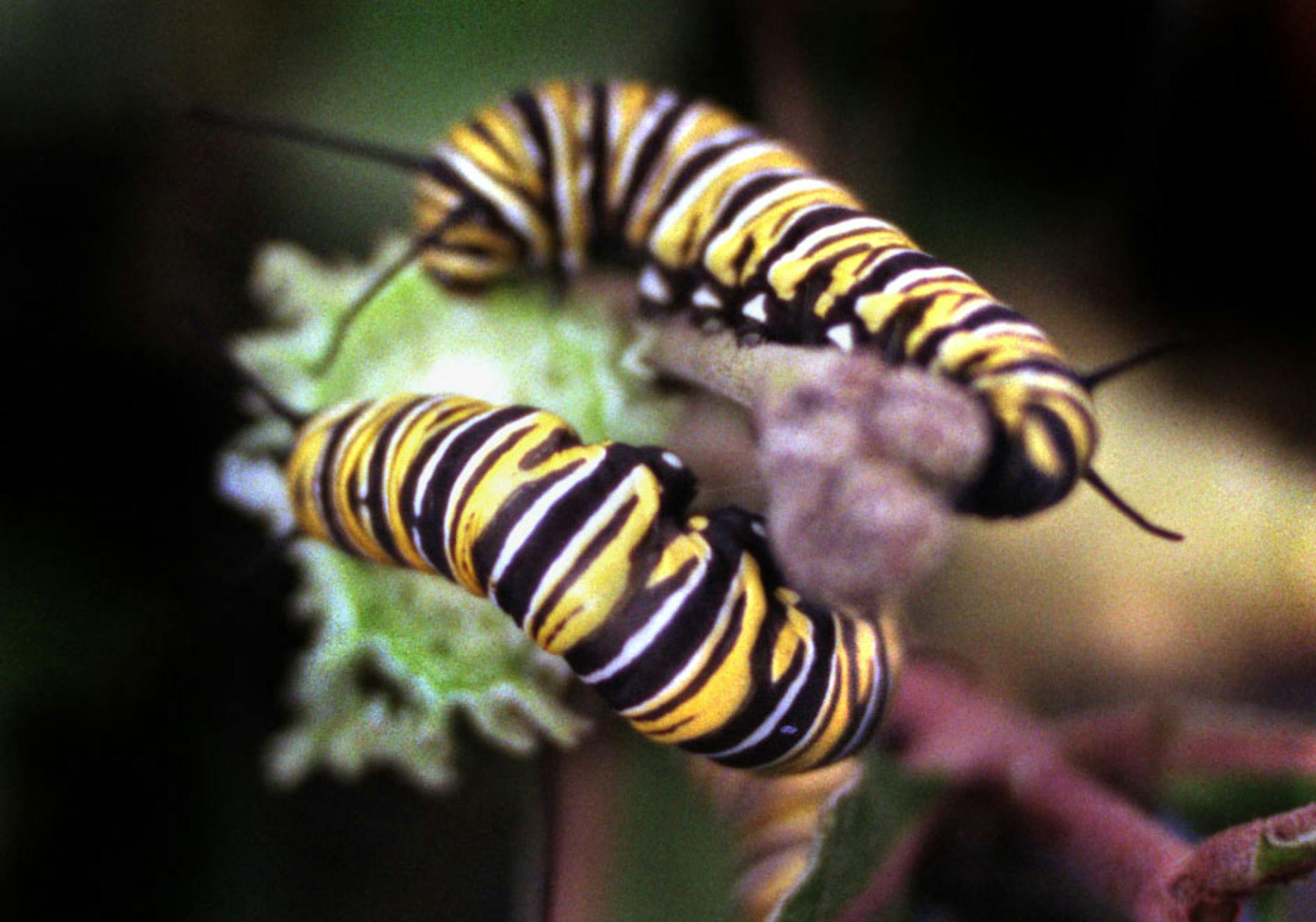 For a State Fair feature, the Butterflies of Luck, we visit David Bohlken at his Luck, Wis., butterfly farm. -- Monarch butterfly caterpilars eat milkweed plants treated with anti biotics on the butterfly farm in Luck wisc.. ORG XMIT: MIN2013101517241683