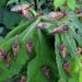 Cicadas are clumsy fliers, making them easy prey for predators like birds.  (Gene Kritsky/Mount St. Joseph University via the New York Times)