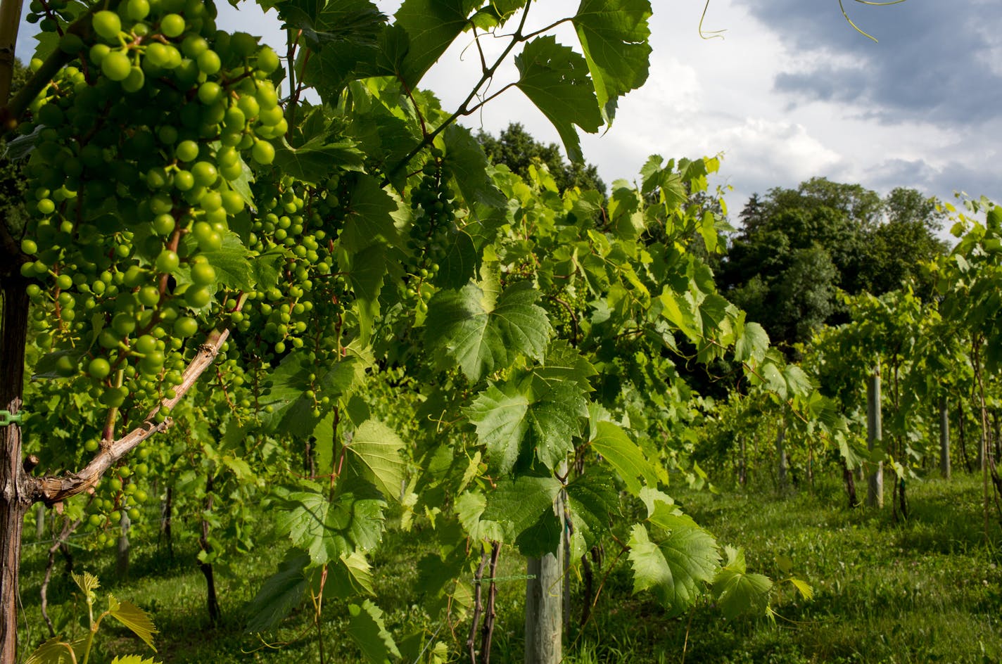 Grapes are grown at Parley Lake Winery's vineyard. ] COURTNEY PEDROZA &#x2022; courtney.pedroza@startribune.com June 30, 2017. Parley Lake Winery; Waconia; MN winery