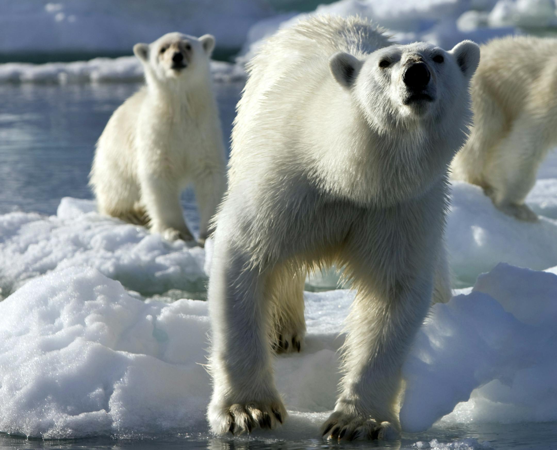 In this undated image released by Discovery Channel/BBC, polar bears walk on ice floes during the filming of "Frozen Planet," a seven-part series premiering with the first two hours Sunday, March 18, at 8 p.m. EDT on Discovery. (AP Photo/Discovery Channel/BBC, Jason Roberts)