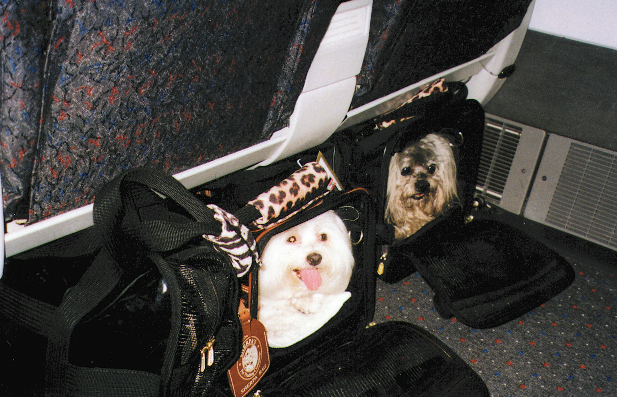 This undated photo provided by Gayle Martz shows her dogs SuNae, left, and Sherpa under a cabin seat in an airplane traveling from Paris to New York. The dogs are just two of a half-million pets that fly each year, according to statistics complied by the U.S. Department of Transportation. (AP Photo/Gayle Martz) ORG XMIT: NY400