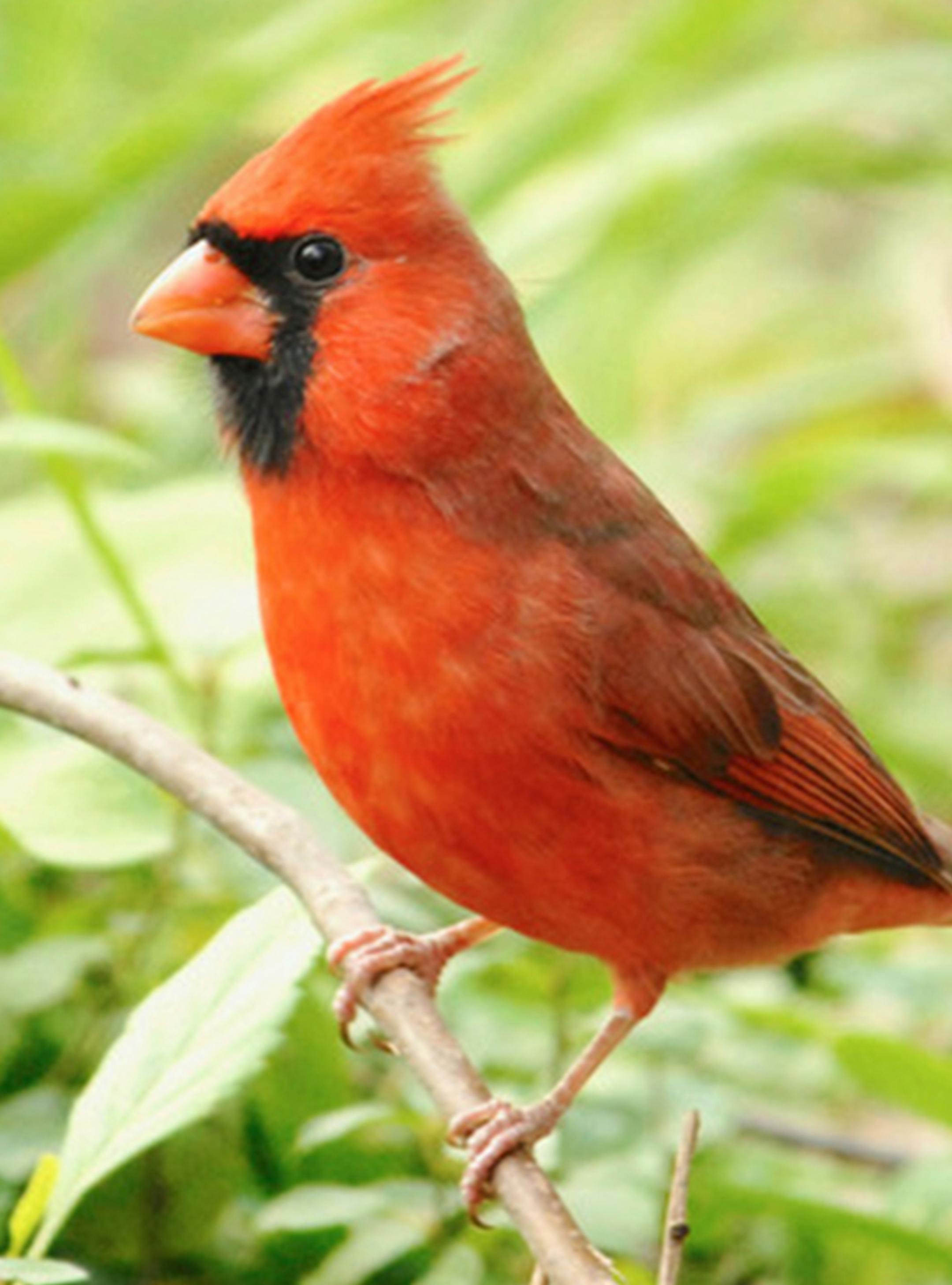 Northern cardinal
credit: Jim Williams