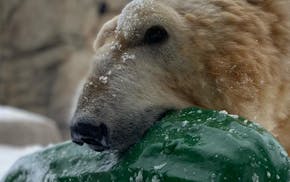 Neil the Polar Bear frolicked in a pool at Como Zoo in St. Paul.