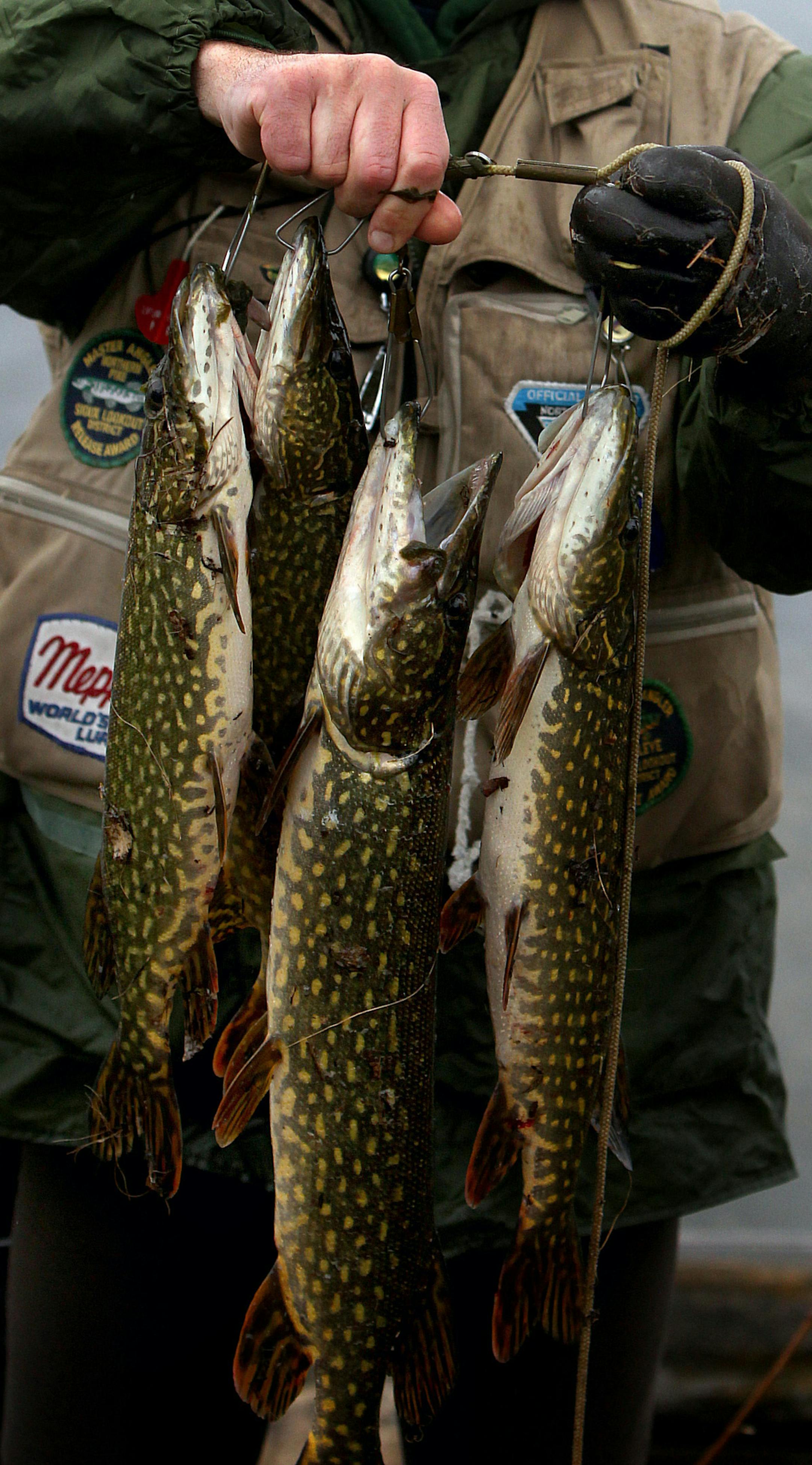 A retired DNR fisheries biologist says there are too many small northerns in many Minnesota lakes, hurting the populations of other species, including walleyes. ORG XMIT: MIN1401201703410412
