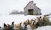 In this Wednesday, Feb. 26, 2020 photo, chickens line up to get a bite of spent brewer's grain brought in to feed bison at Sleepy Bison Acres farm in 