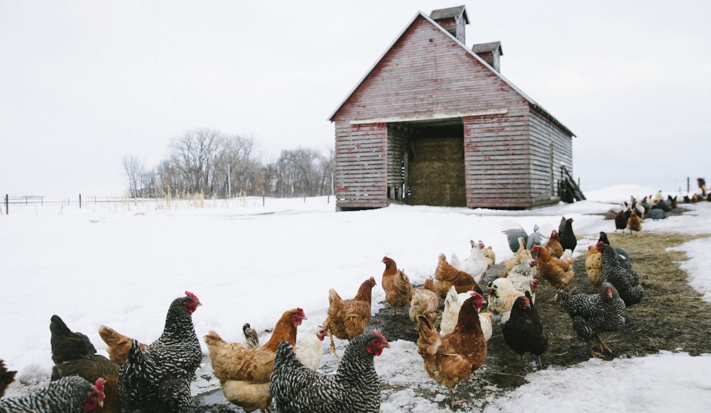 In this Wednesday, Feb. 26, 2020 photo, chickens line up to get a bite of spent brewer's grain brought in to feed bison at Sleepy Bison Acres farm in Sleepy Eye, Minn. Sleepy Eye Brewing Co. and the farm have a partnership where they trade bison feed for bison meat to cook in their cafe. (Evan Frost/Minnesota Public Radio via AP)