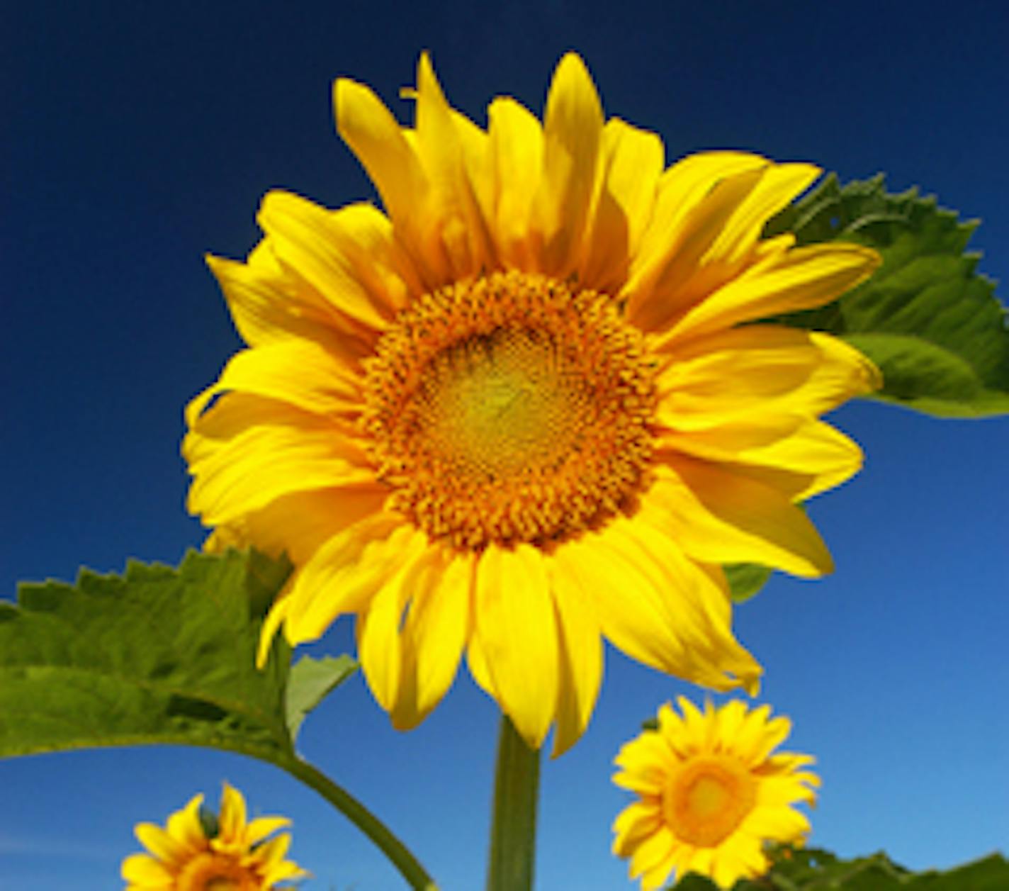 CHS Inc. is the only major sunflower processor with its own breeding program, and tests about 500 potential hybrids each season. Different sunflower varieties are grown to produce oil, or confections such as snacks and ingredients.