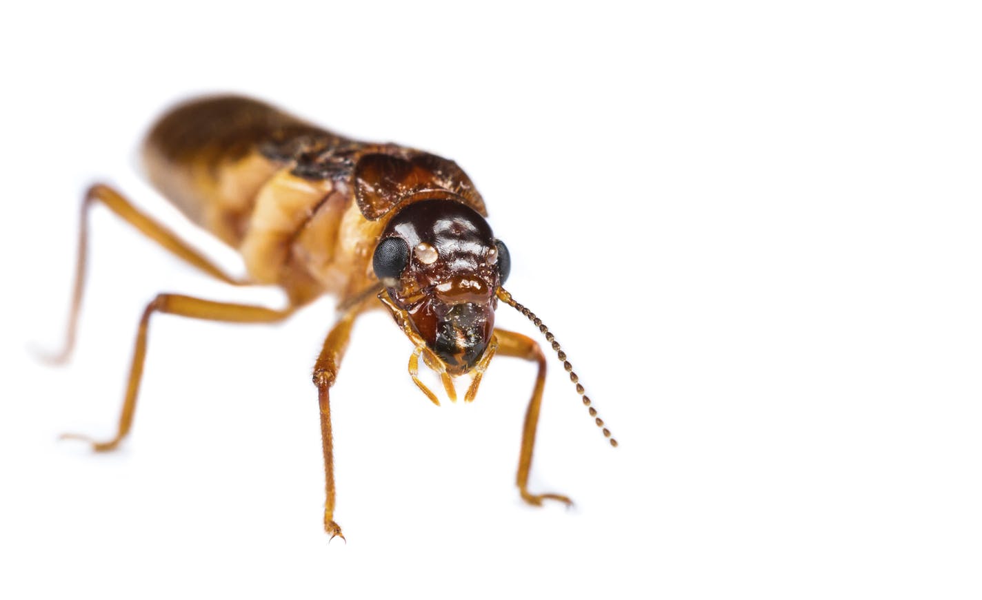 Close up of termite white ant on white background