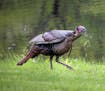 Wild turkey roamed the pond area of the Boys Totem Town facility Friday, May 24, 2019. Boys Totem Town will soon close its doors as part of a larger j