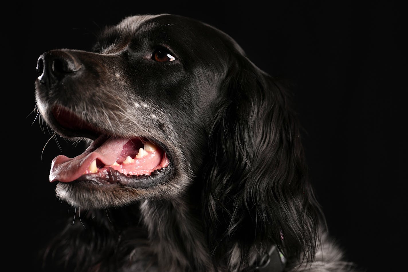 Iko, a 2-year-old Blue Picardy Spaniel owned by Sam Holmgren of Excelsior, Minn., sits for a portrait ahead of the Bird Dog Parade during the National Pheasant Fest &amp; Quail Classic Friday, Feb. 17, 2023 at the Minneapolis Convention Center in Minneapolis. ] ANTHONY SOUFFLE • anthony.souffle@startribune.com