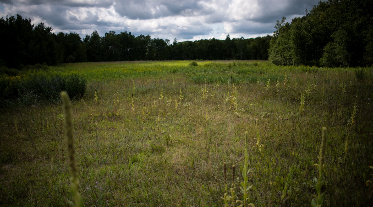 Some of the 200 acres of land given to the DNR by Pheasants Forever. ] (AARON LAVINSKY/STAR TRIBUNE) aaron.lavinsky@startribune.com The nonprofit Pheasants Forever has bought 200 prime acres of natural land in Anoka County and given it to the DNR to be part of the Carlos Avery Wildlife Management Area. We tour the land with John Newpower on Thursday, August 4, 2016.