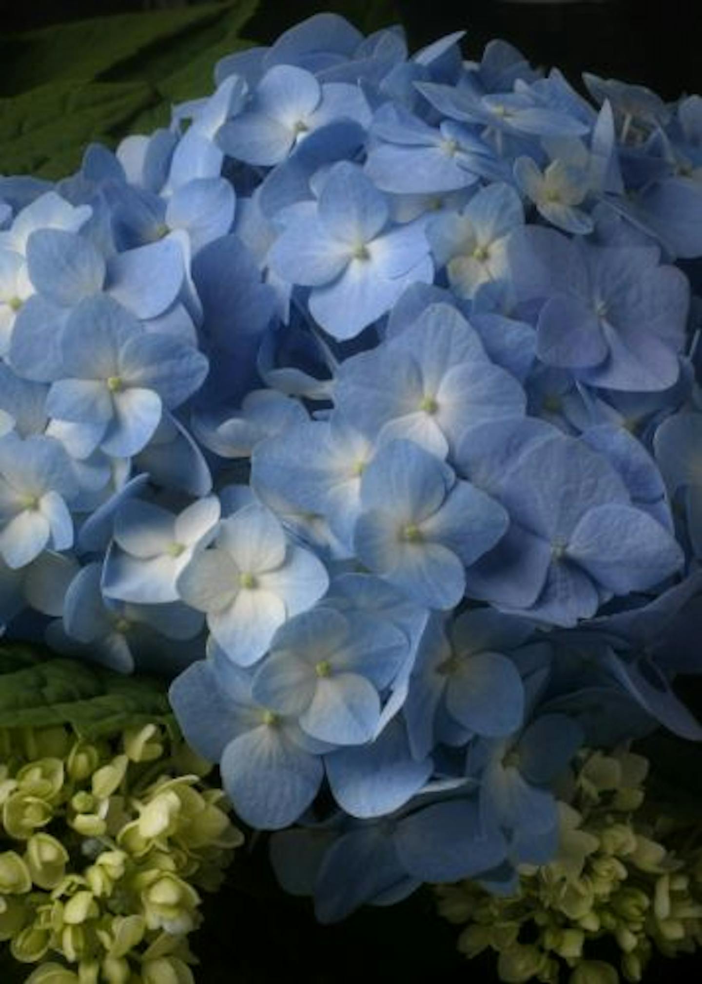 Endless summer Hydrangea