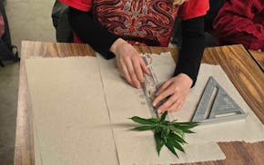 A student in professor Nathan Eylands' lab at the University of Minnesota measures a cannabis plant to monitor vegetative growth.