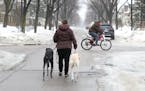 As part of her job with Urban Animal Kingdom, Stephanie Blooflat walked Toby (left) and Tegan the lurcher dogs down a street to avoid puddles and icy 