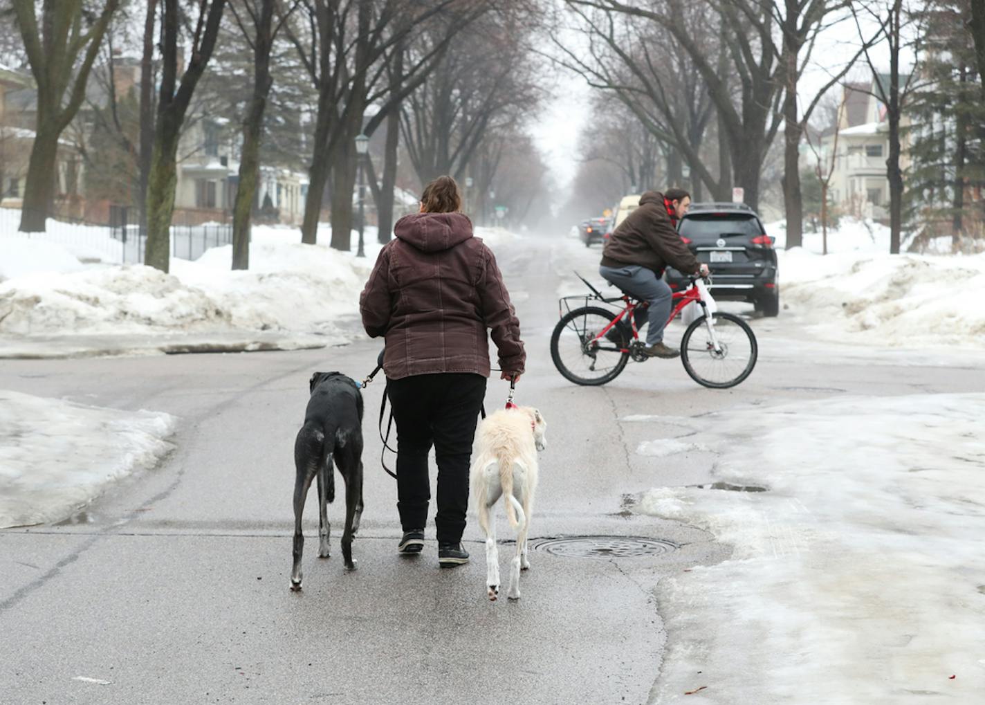 As part of her job with Urban Animal Kingdom, Stephanie Blooflat walked Toby (left) and Tegan the lurcher dogs down a street to avoid puddles and icy sidewalks in St. Paul on Thursday, March 14, 2019. ] Shari L. Gross &#xa5; shari.gross@startribune.com Heavy rains and rapid run off from snow melt led to lots of ponding and potholes on metro area roads Thursday morning. Meanwhile, standing water is forcing MnDOT to close roads across southeastern Minnesota and while a snowstorm is bringing northw