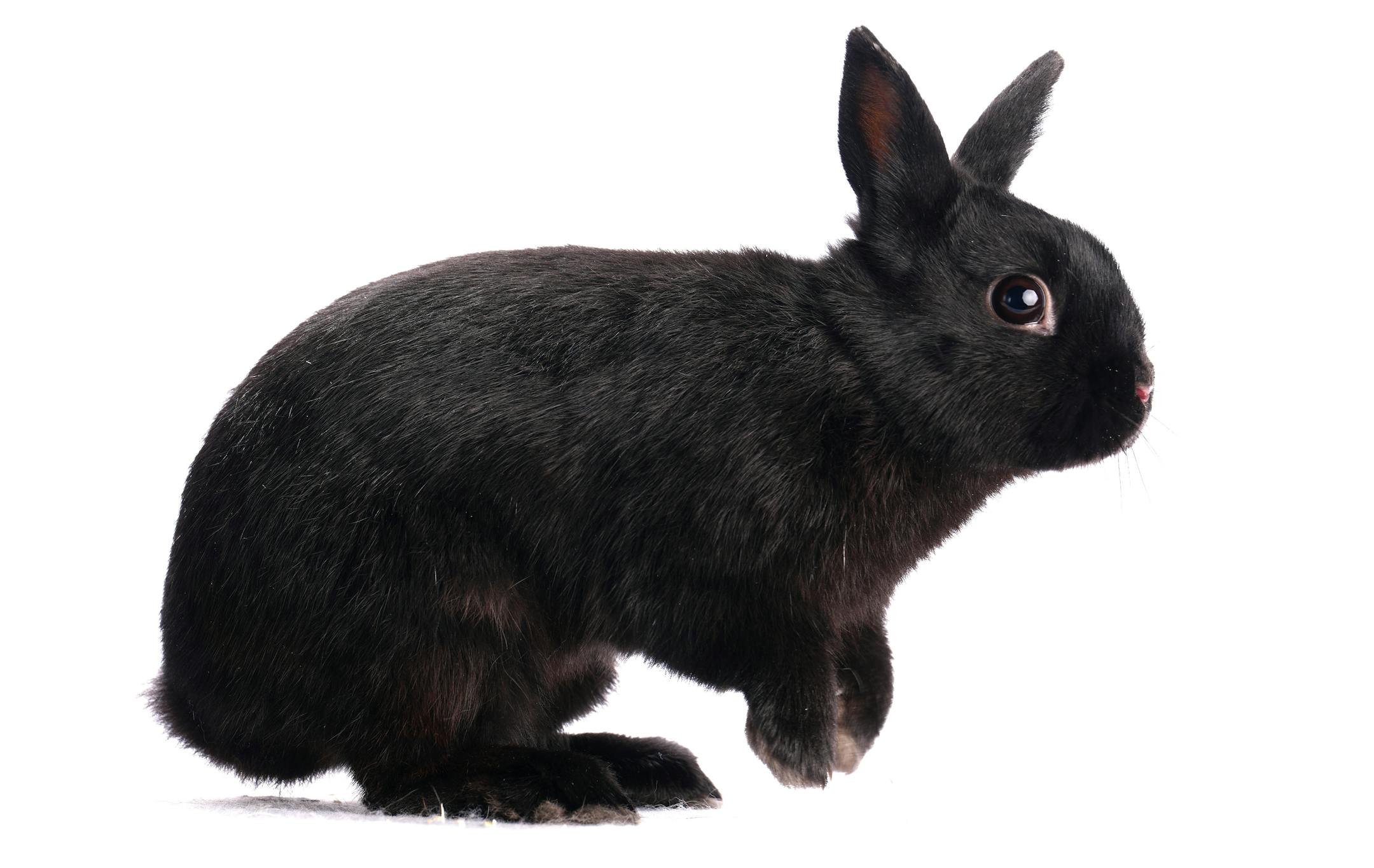 A Polish rabbit shown by Madelyn Bengtson of Annandale, Minn.