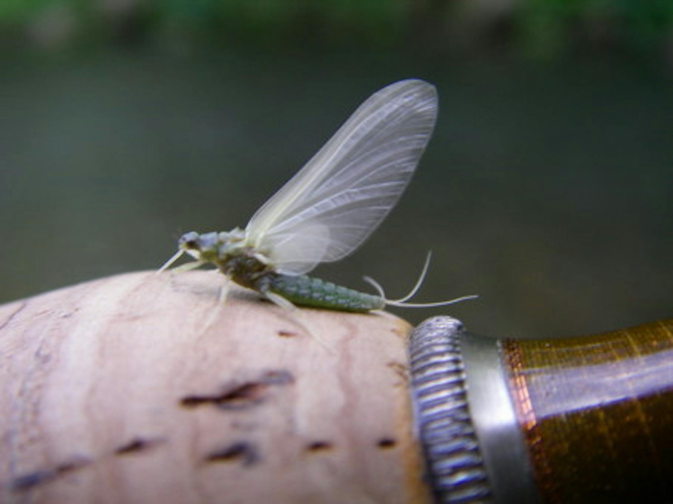 Green Sulphur Mayfly - Rob Kolakowski photo