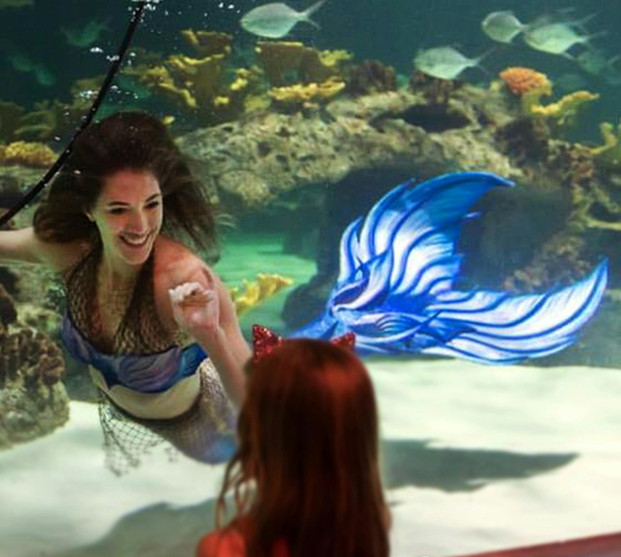 Provided
Mermaids at Sea Life at Mall of America.