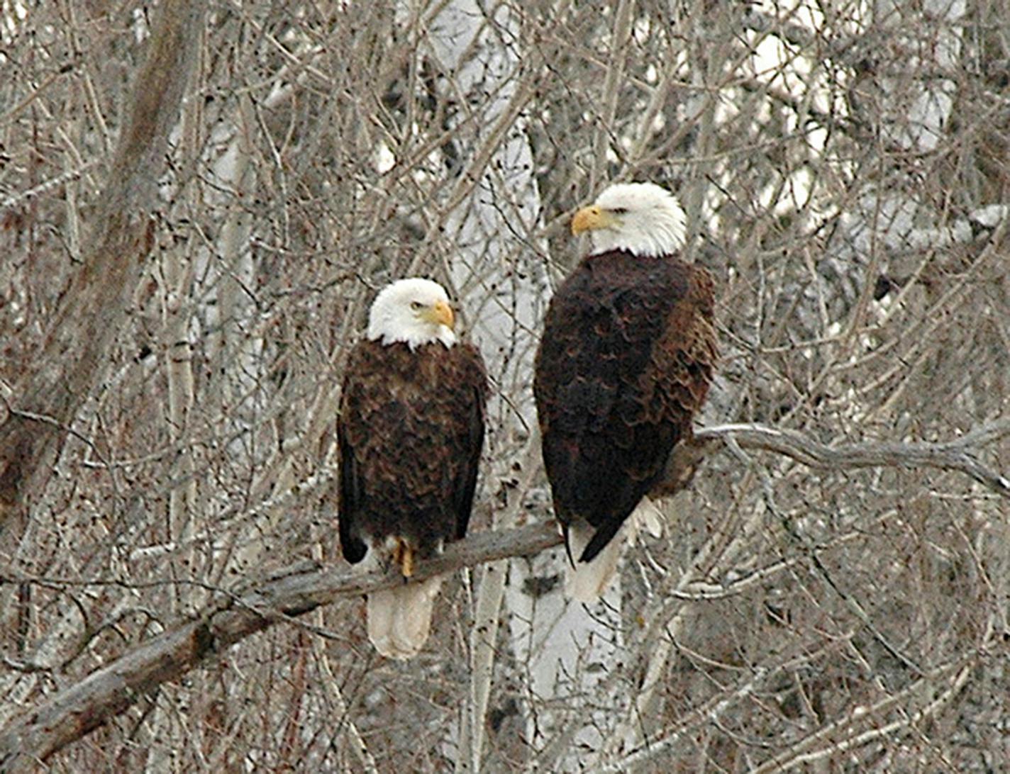 A pair of bald eagles perch on a branch on a leafless tree in winter.