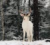 Tracy Weese took this photo of an albino deer in her northern Wisconsin back yard on Nov. 17.