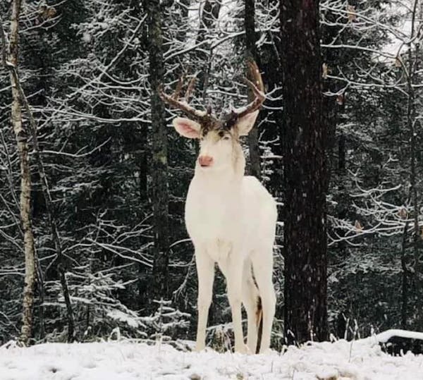 Rare albino deer spotted in northern Wisconsin