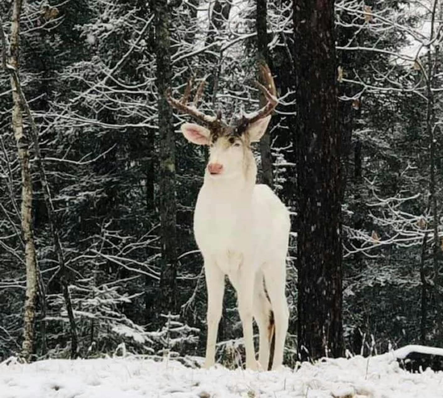 Tracy Weese took this photo of an albino deer in her northern Wisconsin back yard on Nov. 17.