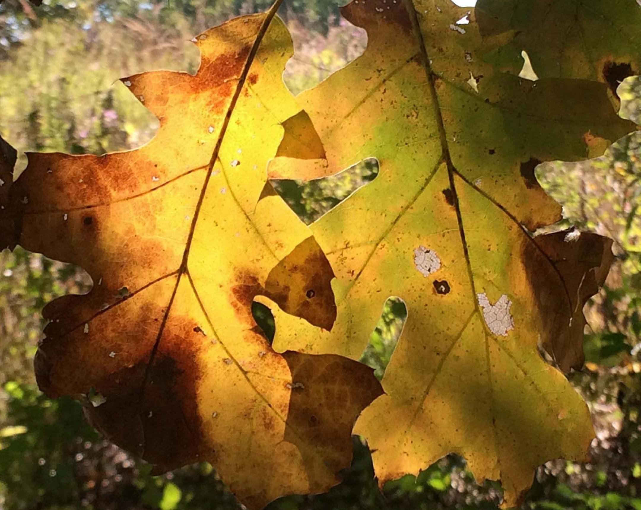 Photographer: Sue Stein, Rosemount. The photo: Sunlit red oad leaves. [focus101616
