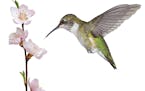 A ruby throated hummingbird hovers over a pink fruit tree blossom. Its tongue darts toward the stamen and pistil of in search of the bloom's sweet nec