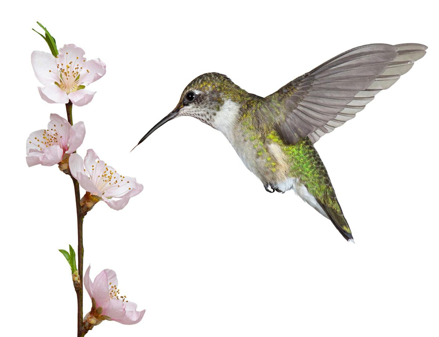 A ruby throated hummingbird hovers over a pink fruit tree blossom. Its tongue darts toward the stamen and pistil of in search of the bloom's sweet nectar. White background