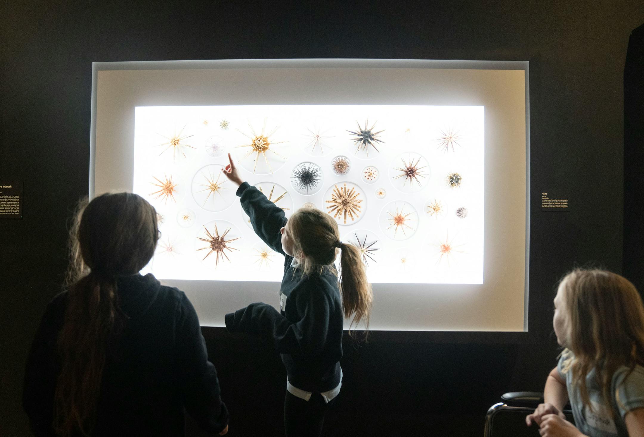 Ava Gehrman points at types of sea urchins in the Exquisite Creatures exhibit Thursday, March 2, 2023 at the Science Museum of Minnesota in St. Paul.