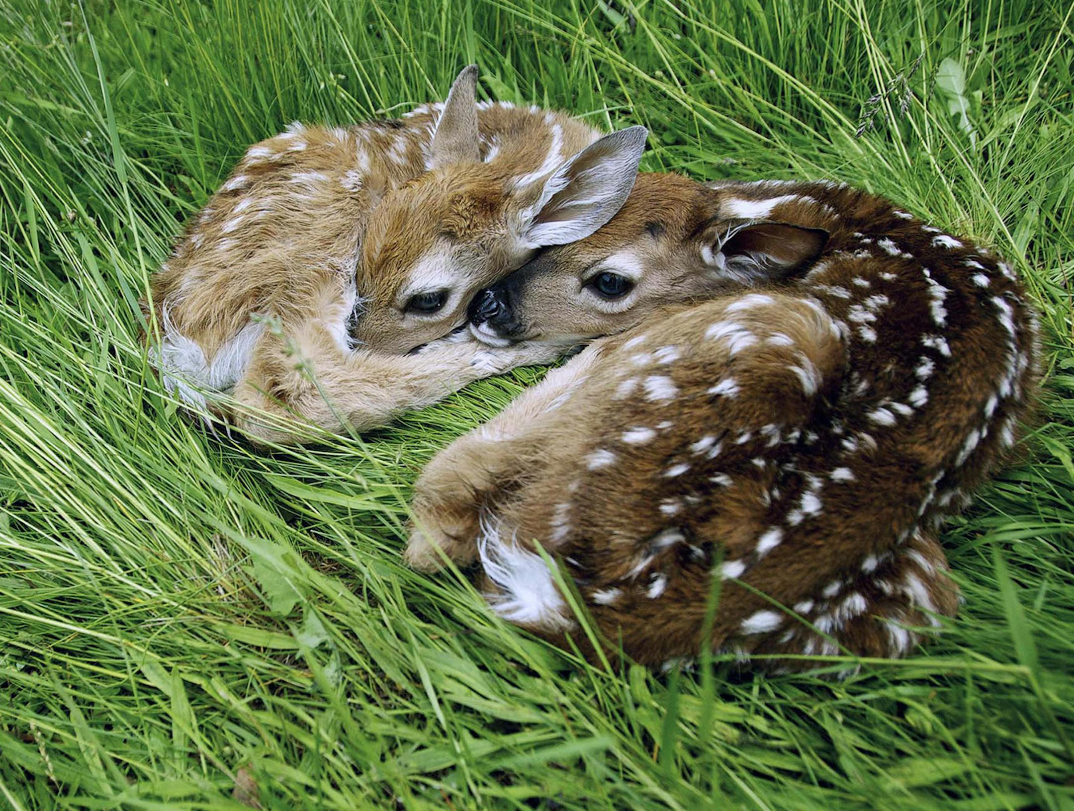 Two newborn fawns, less than five hours old according to a neighbor, rest in tall grass Thursday, June 16, 2011 near the base of Canfield Mountain in Coeur d'Alene, Idaho. (AP Photo/Coeur d'Alene Press, Jerome A. Pollos) MANDATORY CREDIT ORG XMIT: MIN2014021211212155