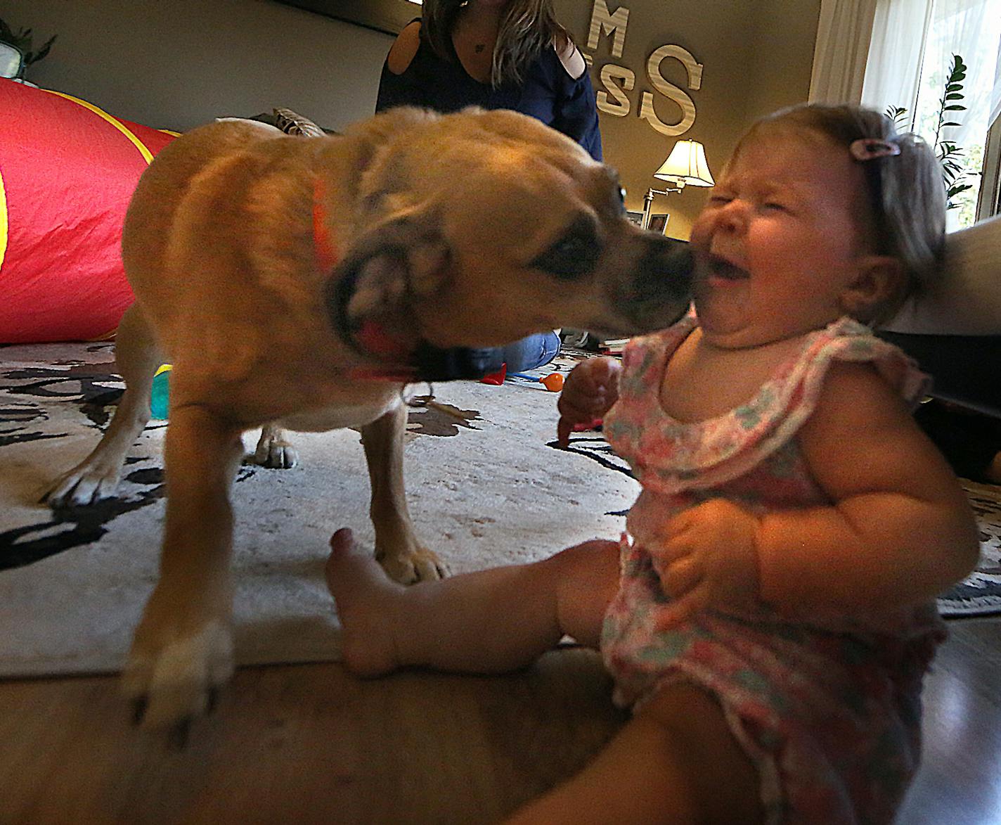 Morris the puppy greeted a less than enthusiastic Ellie. Stone and her group of mommy friends are pros at the simple, effective play date.