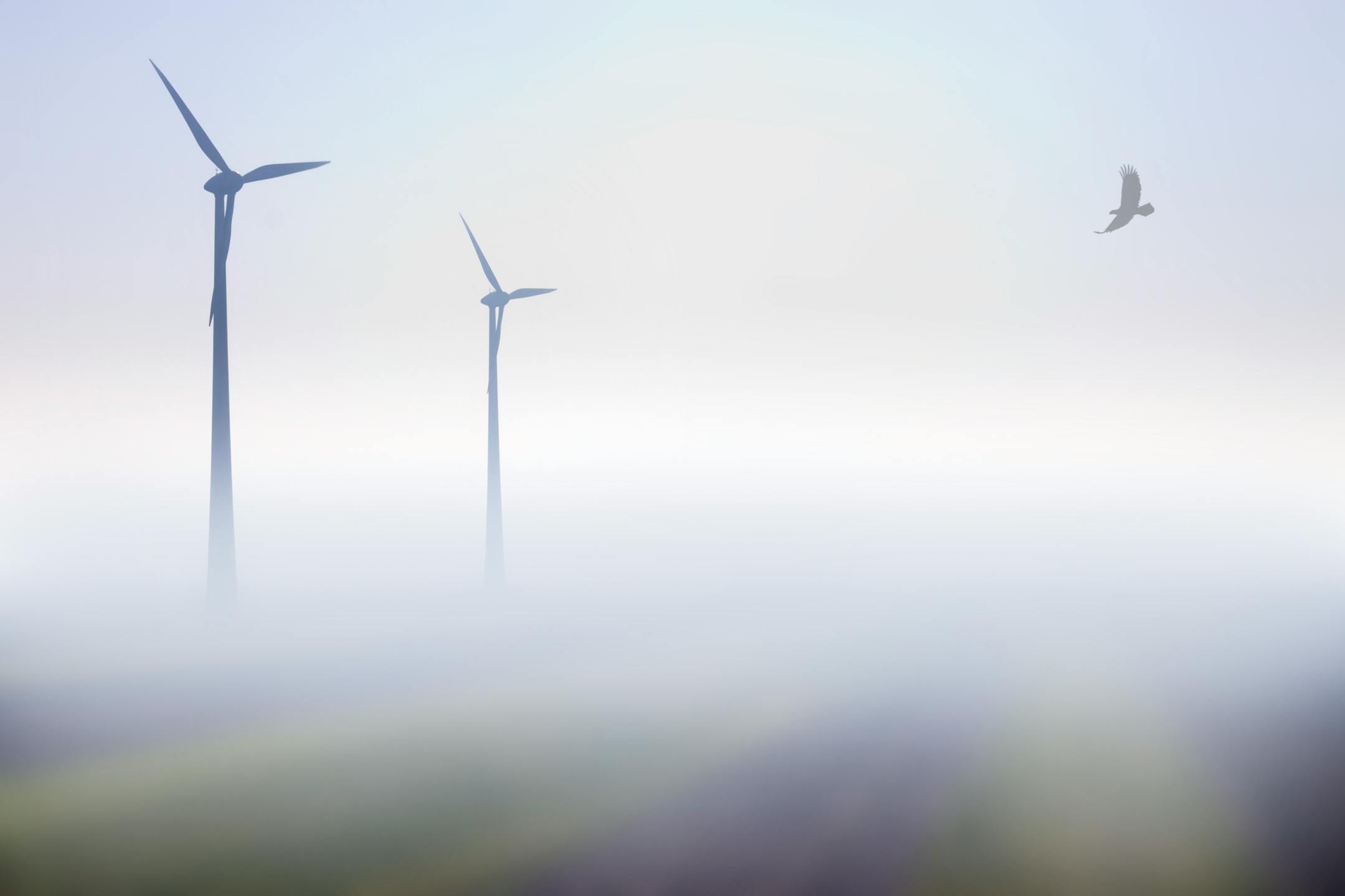 Various studies for years have tried to get some clarity on bird injuries and deaths around wind turbines. New University of Minnesota research of eagles is helping to come up results that help produce acoustic deterrents.