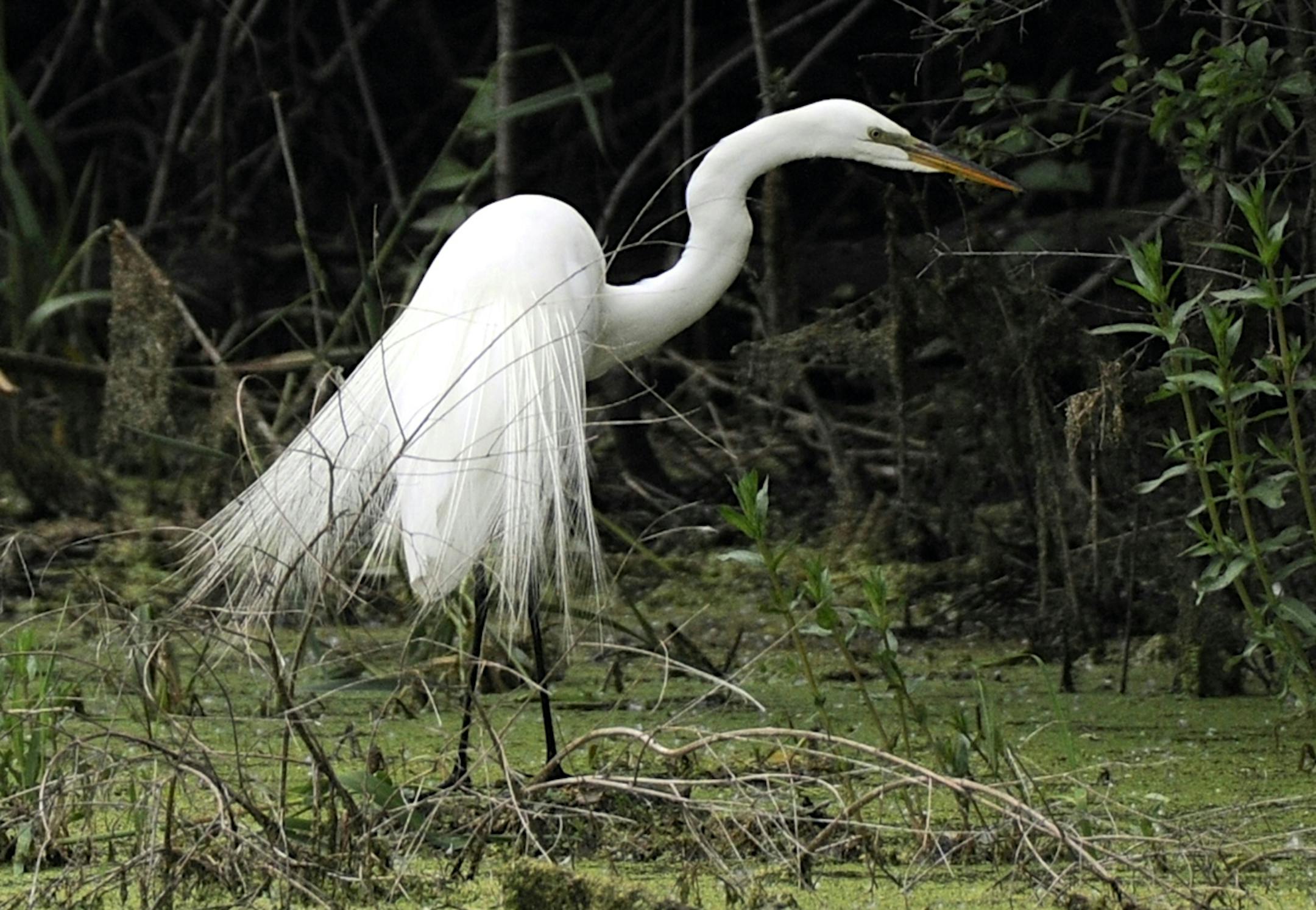 Jim Williams
Great egrets were heavily harvested for their lovely long plumes.